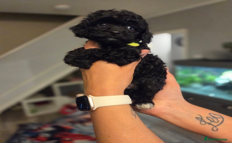 Cockapoo dogs - Advert 16