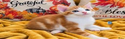 Mixed Breed cats for sale: 🐾 6 Adorable & Playful Kittens - 1 Girl & 5 Boys - Advert 31