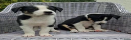 Border Collie dogs for sale: Adorable Puppies - Advert 13