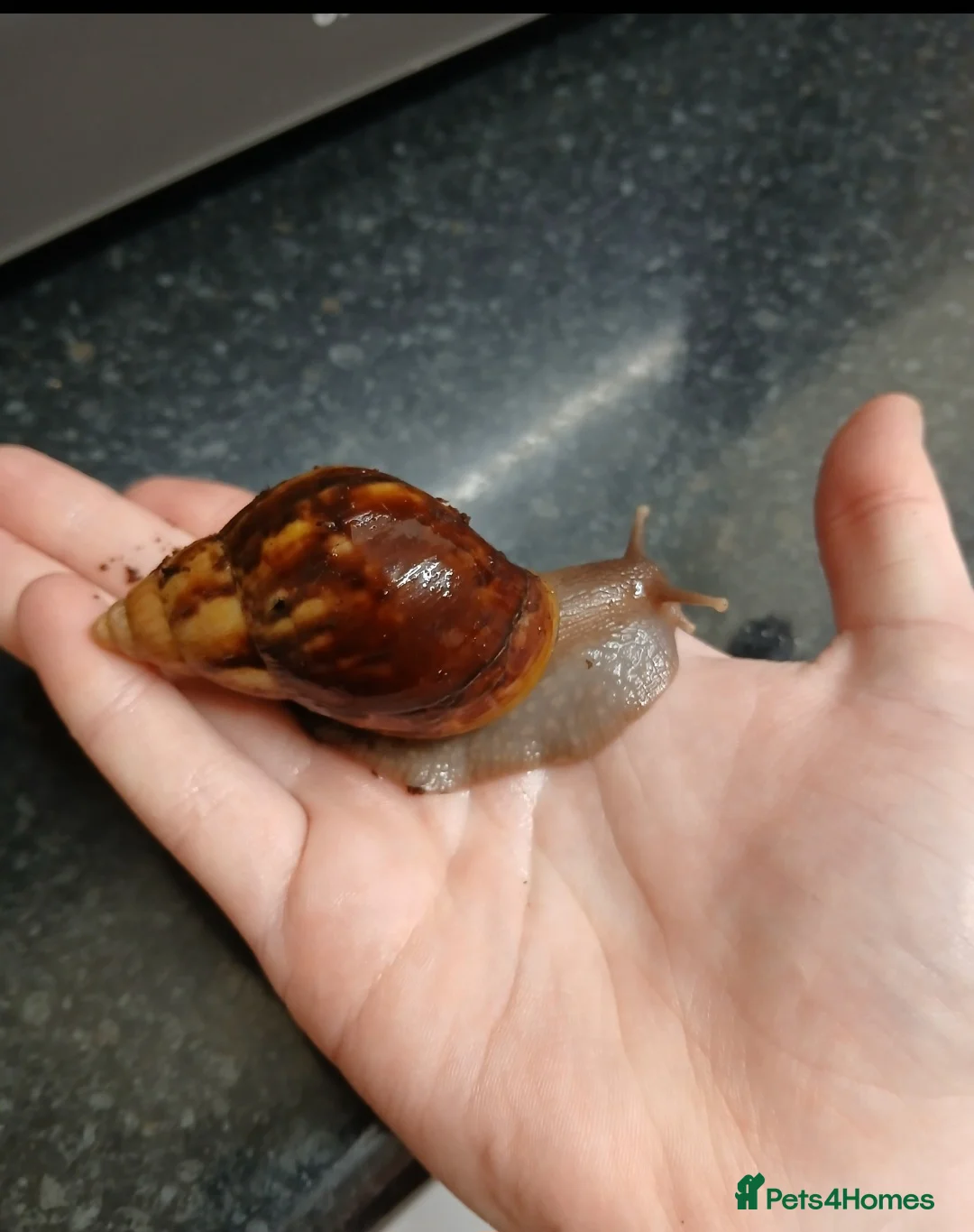 Snails invertebrates for sale: Giant African land snails for sale  - Advert 2