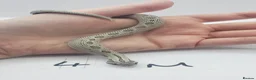 Snake reptiles for sale: Baby Western Hognoses mixed sex and morphs From - Advert 25