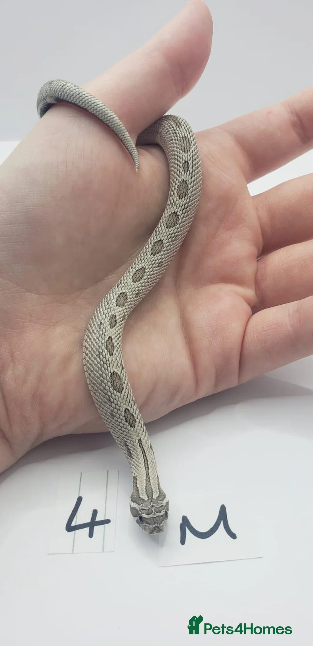 Snake reptiles for sale: Baby Western Hognoses mixed sex and morphs From - Advert 25