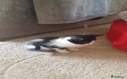 Mixed Breed cats for sale: 5 baby kittens for sale  in Renfrew - Image 20