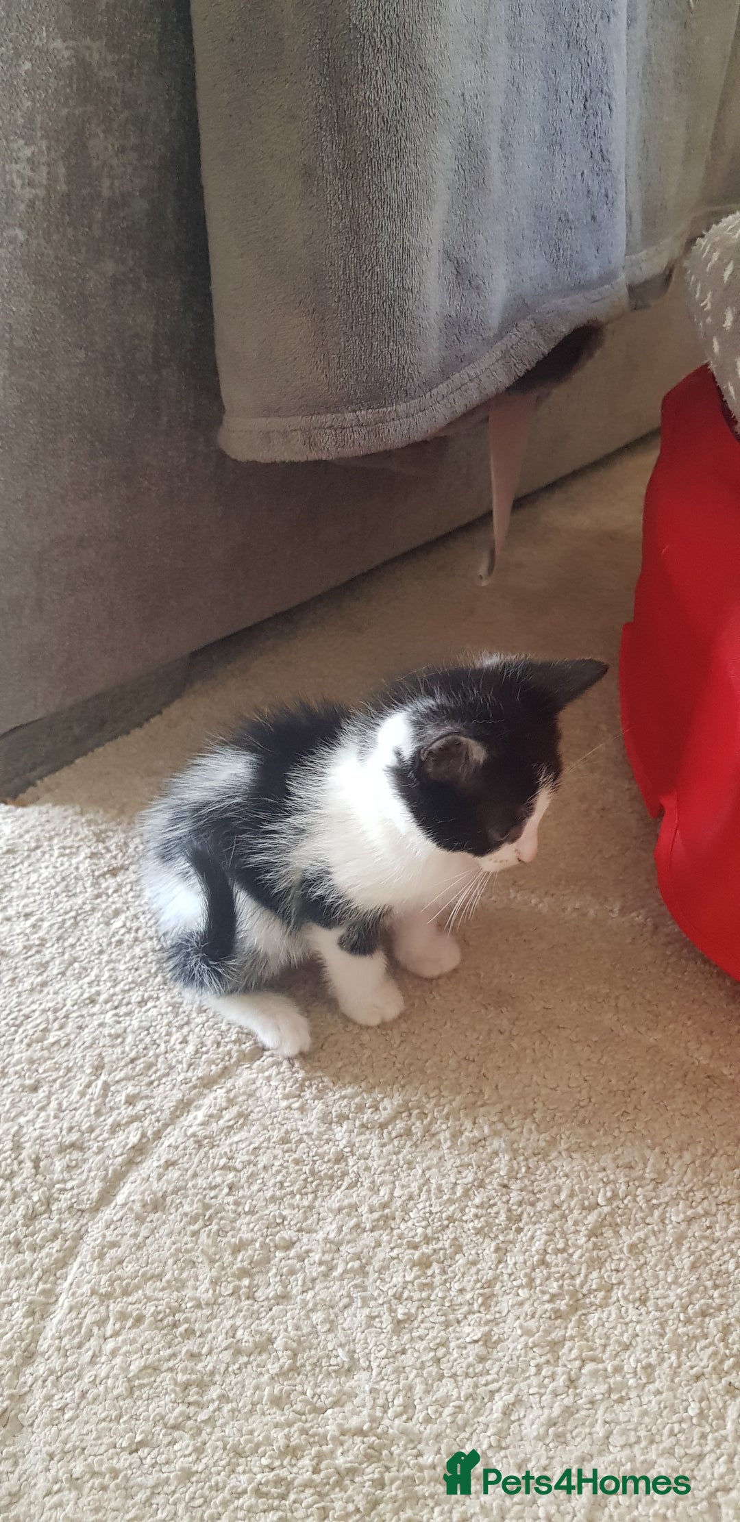 Mixed Breed cats for sale: 5 baby kittens for sale  in Renfrew - Image 20