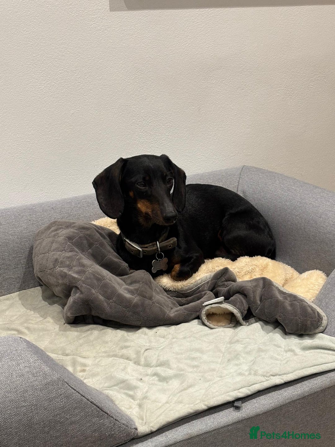 Dachshund dogs for sale: Luna the Dachshund for rehoming - Advert 5