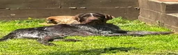 German Wirehaired Pointer dogs for adoption: Lalo  in Northampton - Advert 5