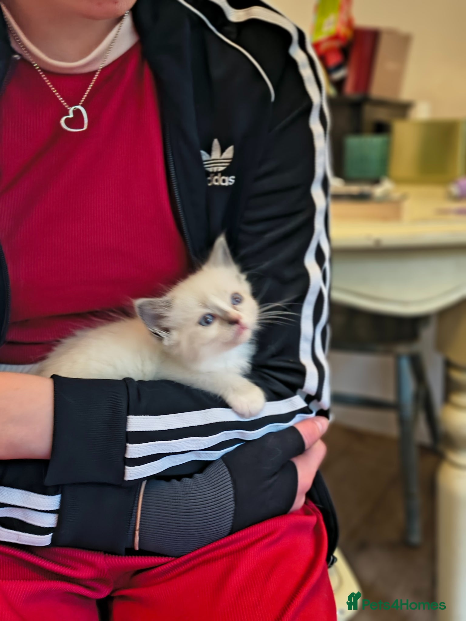 Ragdoll cats for sale: Blue mitted Ragdoll kittens - Advert 10