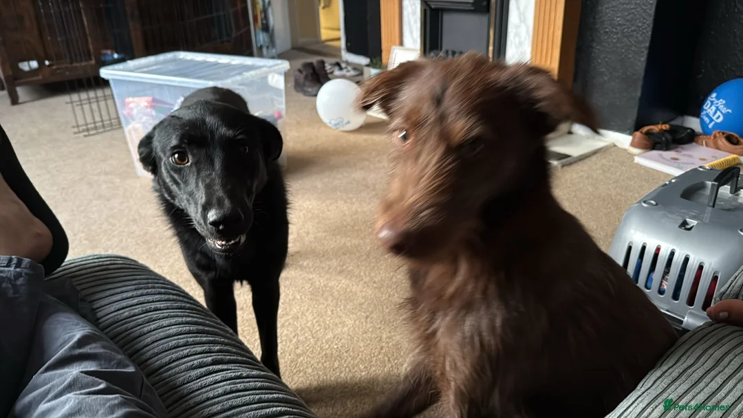 Mixed Breed dogs for sale: Well loved dogs for new home - Advert 3