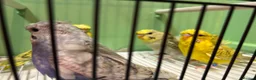 Budgerigars birds for sale: Helicopter/Hagoromo budgies for sale, good health - Advert 7