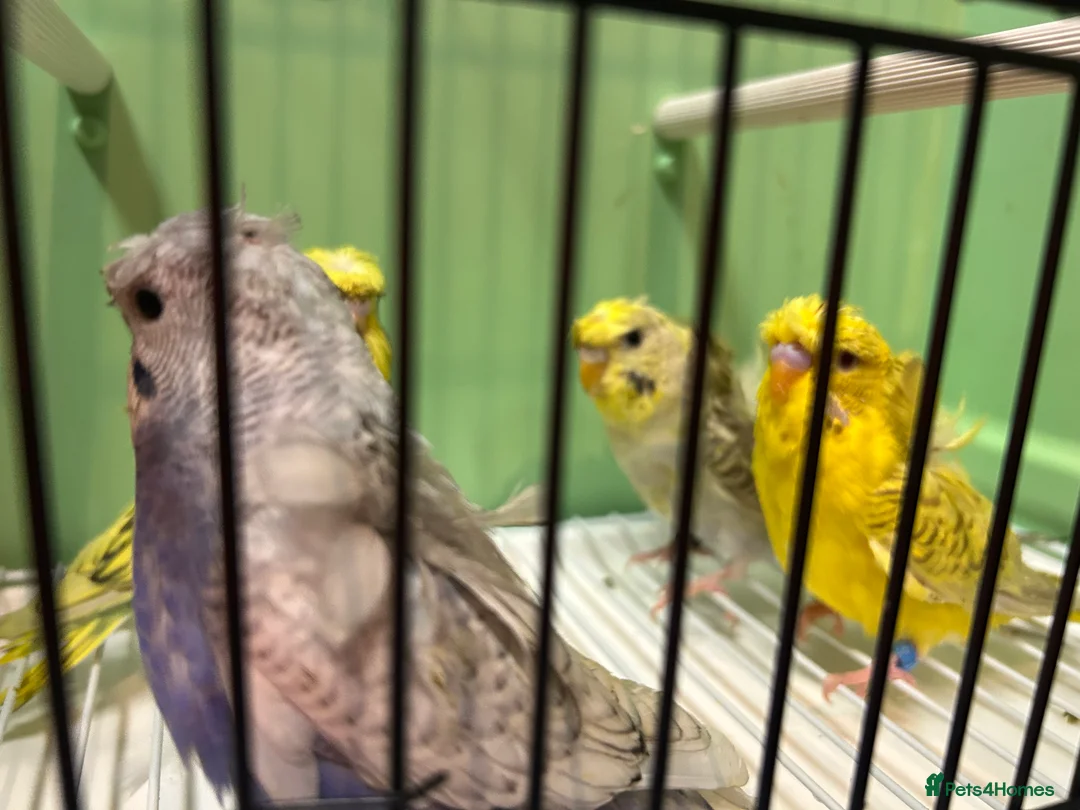 Budgerigars birds for sale: Helicopter/Hagoromo budgies for sale, good health - Advert 7