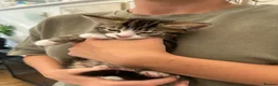 Mixed Breed cats for sale: Beautiful tabby kittens for sale - Advert 27