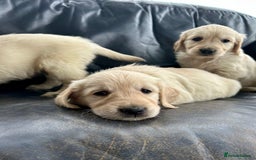 Golden Retriever dogs for sale: Beautiful Golden Retriever Puppies  - Image 7