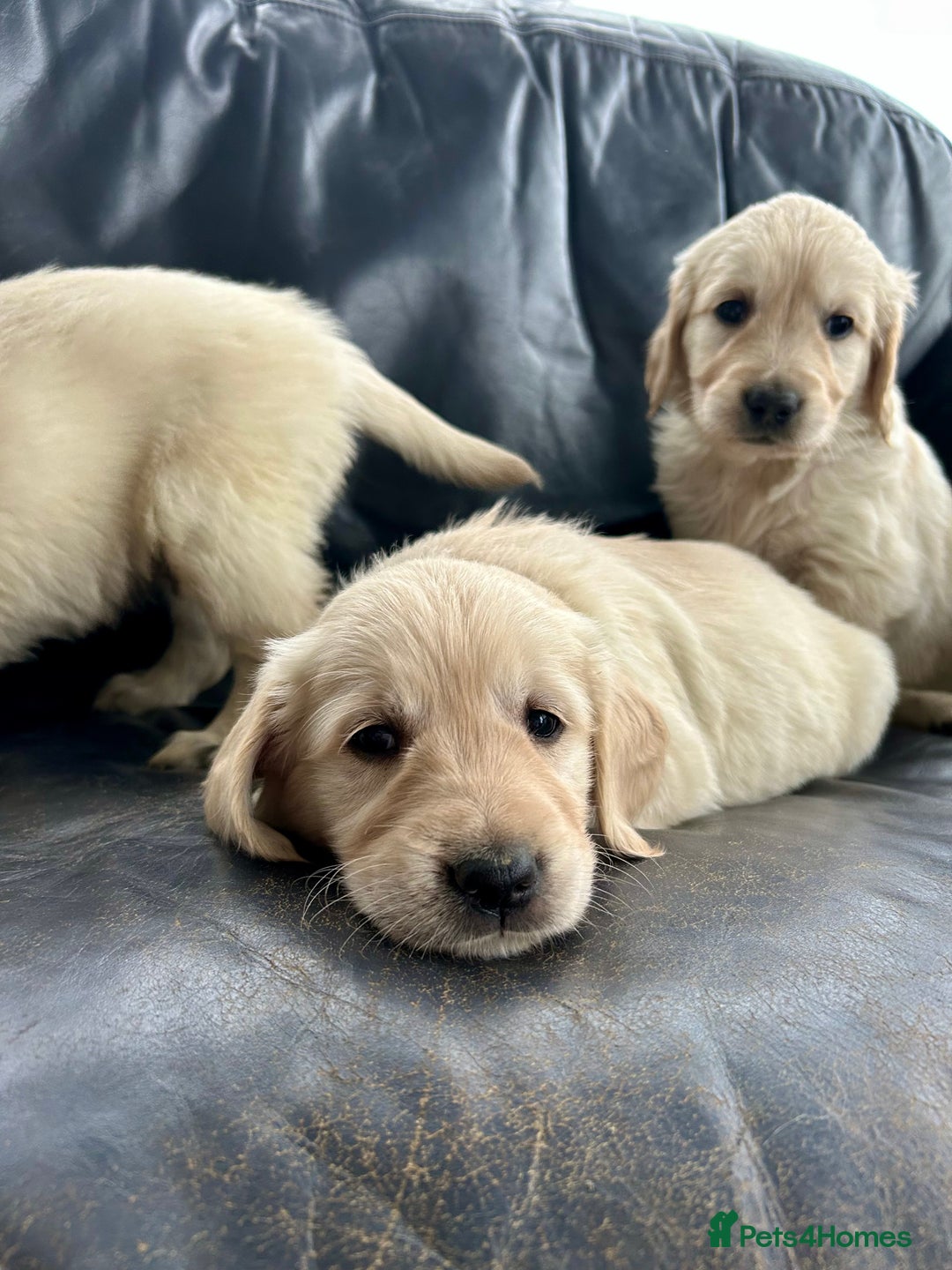 Golden Retriever dogs for sale: Beautiful Golden Retriever Puppies  - Image 7