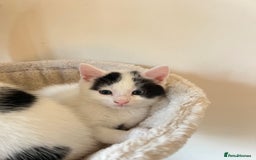 British Shorthair cats for sale: Kittens for sale - Image 17