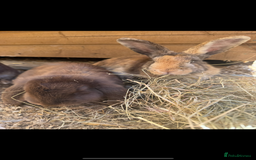 Harlequin rabbits for sale: 2 harlequin doe’s for sale - Image 12