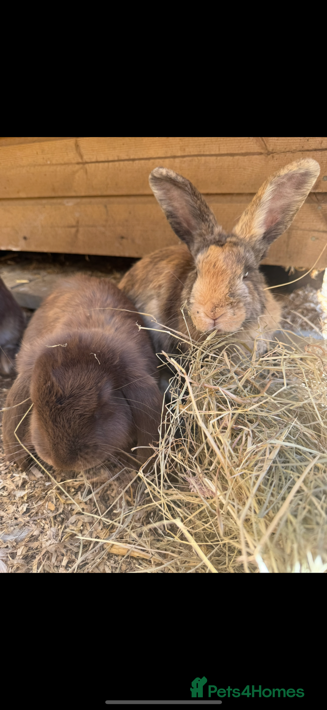 Harlequin rabbits for sale: 2 harlequin doe’s for sale - Image 12