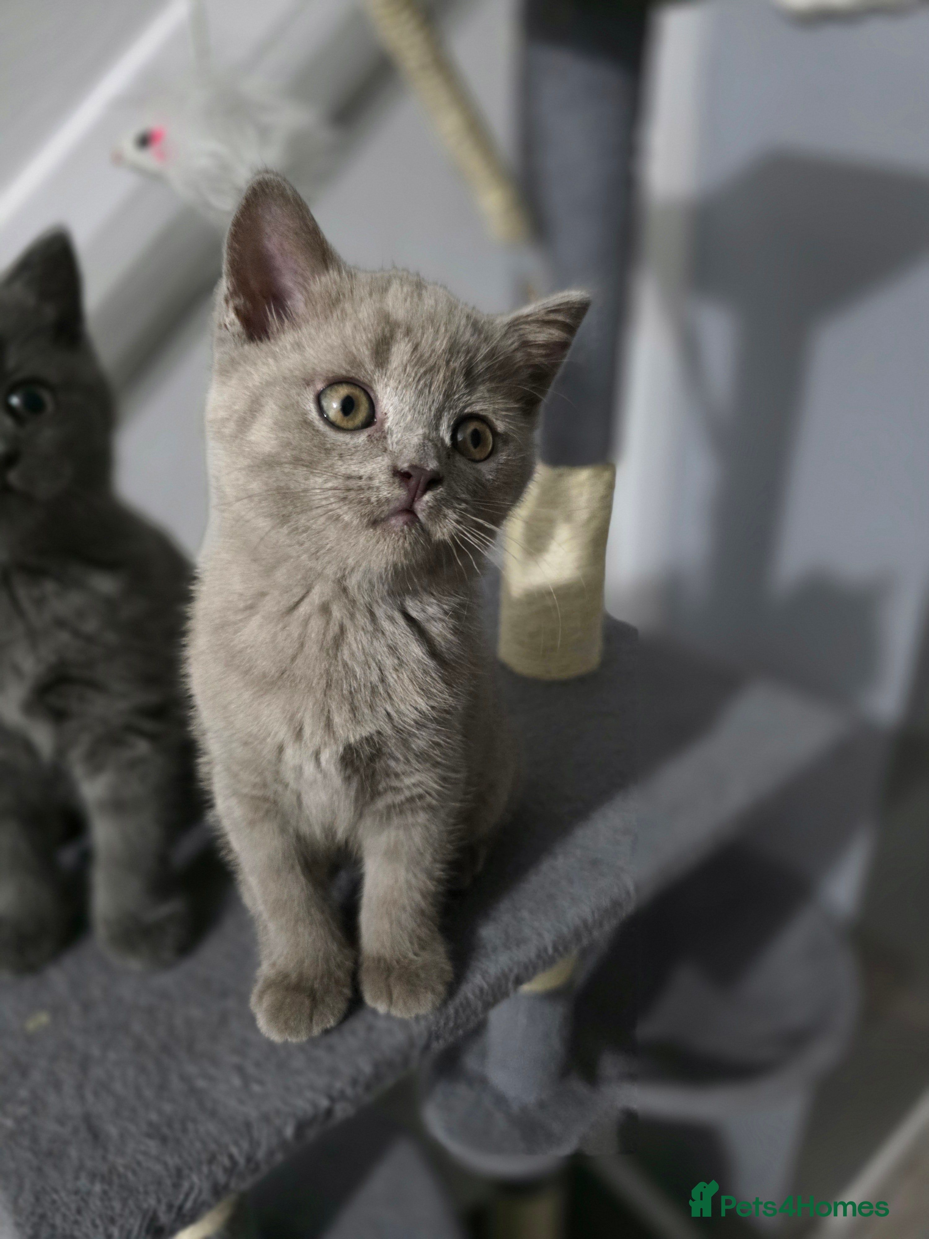 British Shorthair cats Stunning British shorthair kittens  - Advert 8