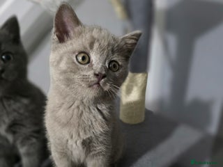 British Shorthair cats Stunning British shorthair kittens - Advert 6