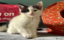 Domestic Shorthair cats for adoption: -Adopt from Cats in Crisis East London  - Image 9