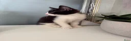 Mixed Breed cats for sale: 3 beautiful kittens for sale - Advert 14