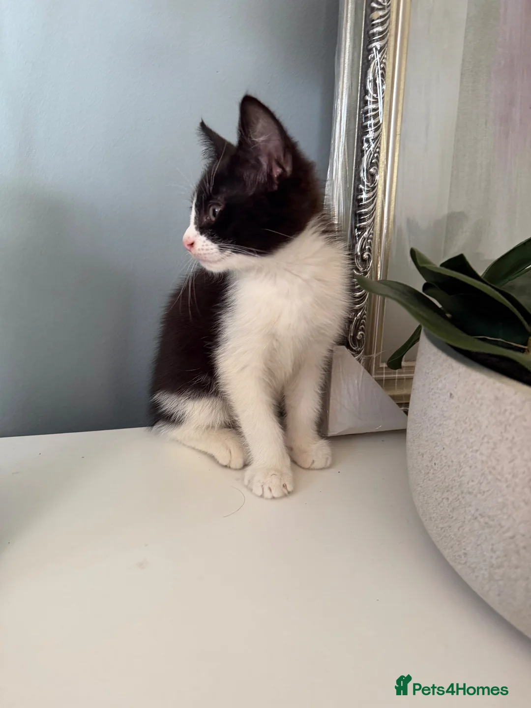 Mixed Breed cats for sale: 3 beautiful kittens for sale - Advert 14