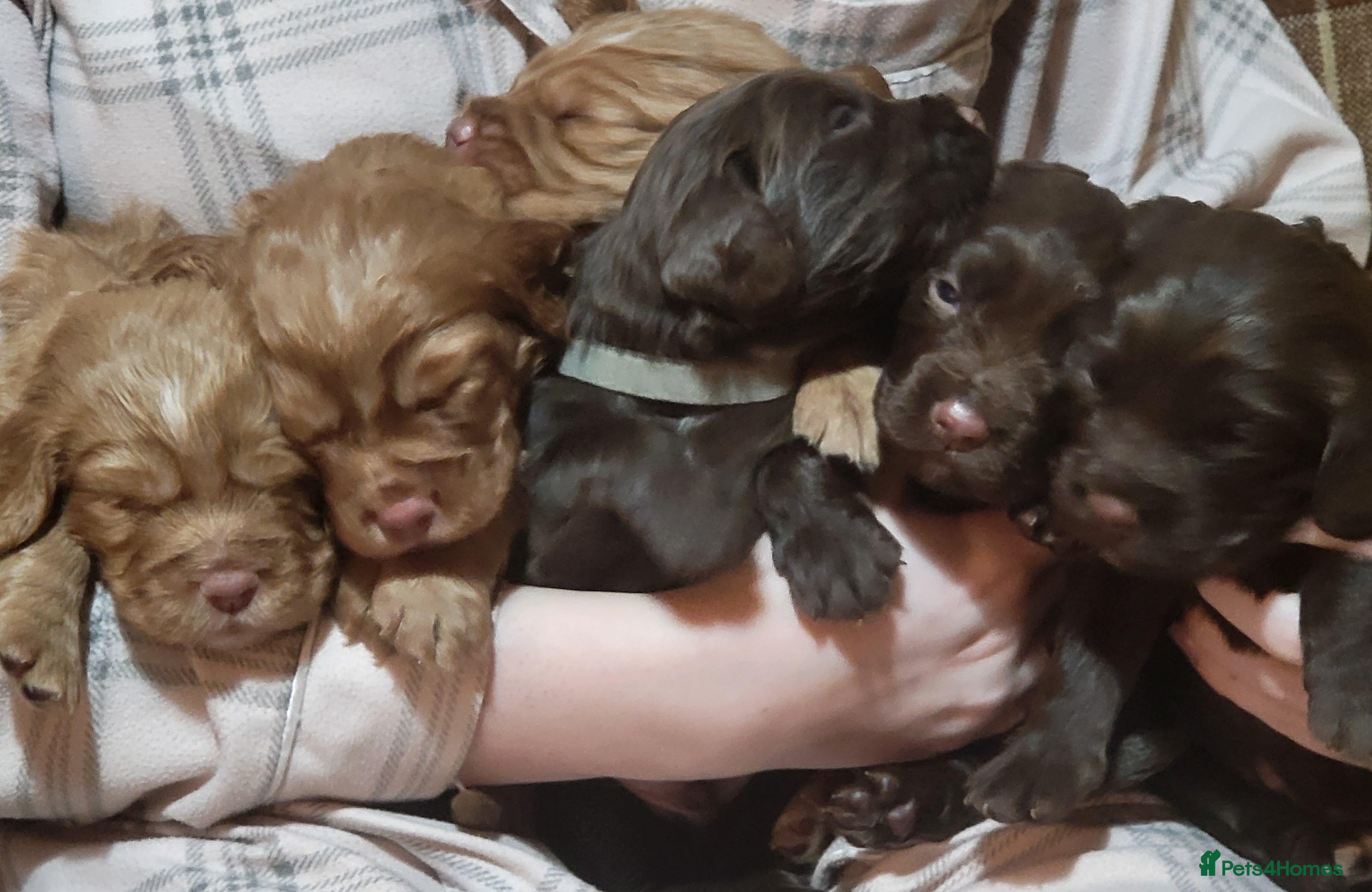 Cocker Spaniel dogs Working Cocker Spaniel Pups - Advert 10