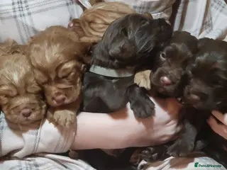 Cocker Spaniel dogs Working Cocker Spaniel Pups - Advert 1