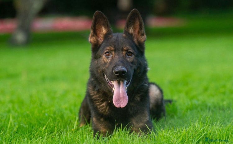 German Shepherd dogs - Advert 16
