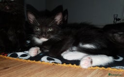 British Shorthair cats for sale: 5 British short hair cross silver bengle kittens - Image 7