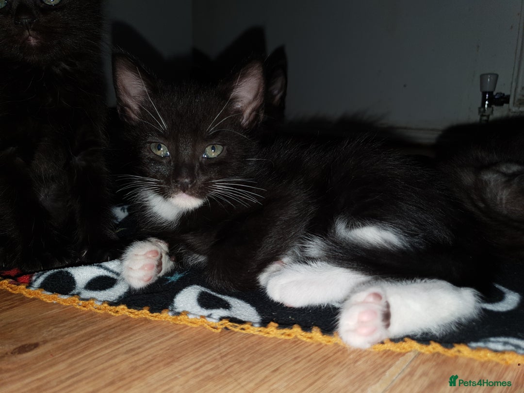 British Shorthair cats for sale: 5 British short hair cross silver bengle kittens - Image 7