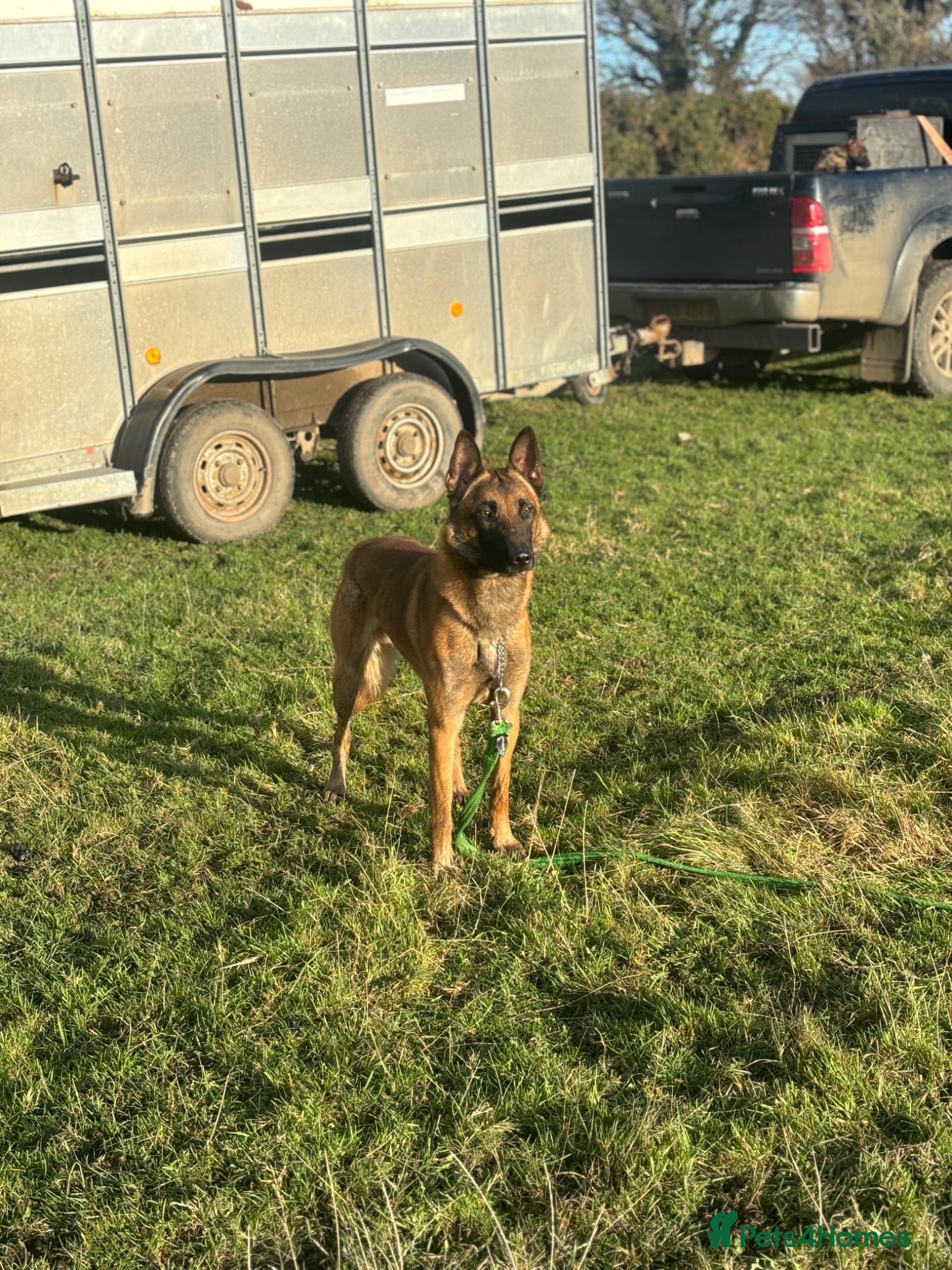Belgian Shepherd Dog dogs Gorgeous puppies for sale! - Advert 14