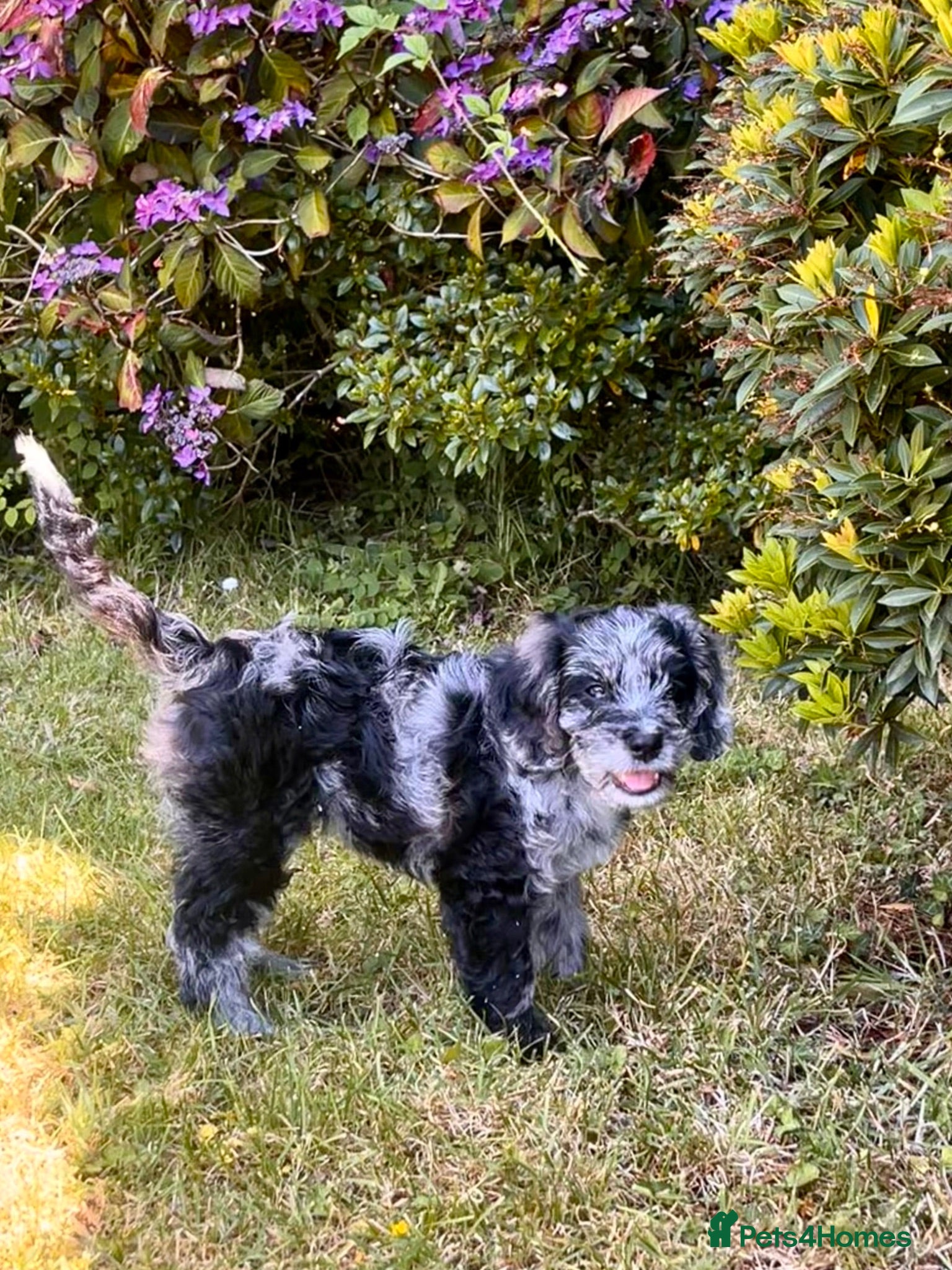 Cockapoo dogs Cockapoo F1 Merle - Advert 11