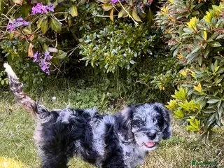 Cockapoo dogs Cockapoo F1 Merle - Advert 11