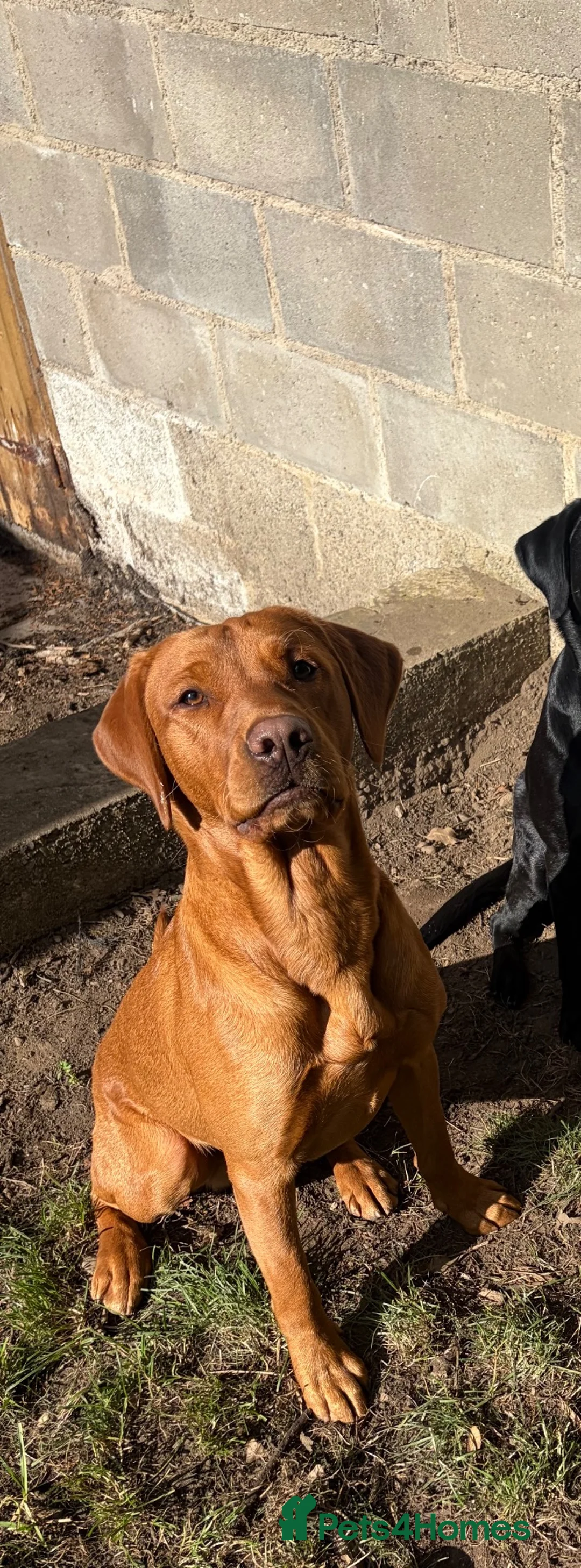 Labrador Retriever dogs for stud: Fox red Labrador  in Ripon - Advert 2