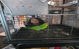 Parrots birds for sale: Burrabun/superb parrot for sale  - Image 6
