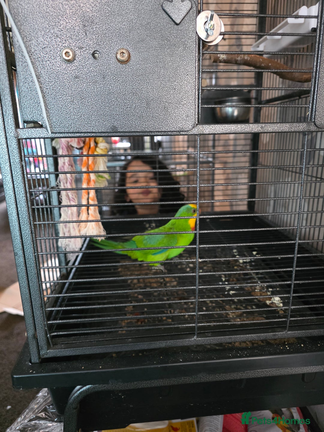 Parrots birds for sale: Burrabun/superb parrot for sale  - Image 6