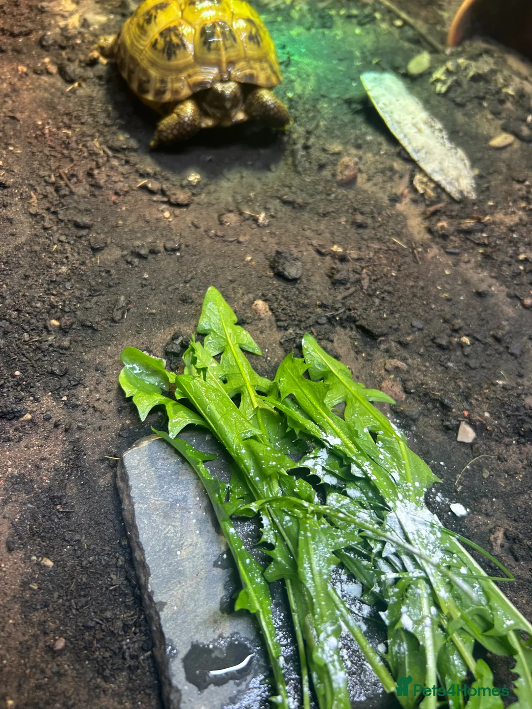 Tortoise reptiles for sale: Horsfield tortoise  - Advert 3