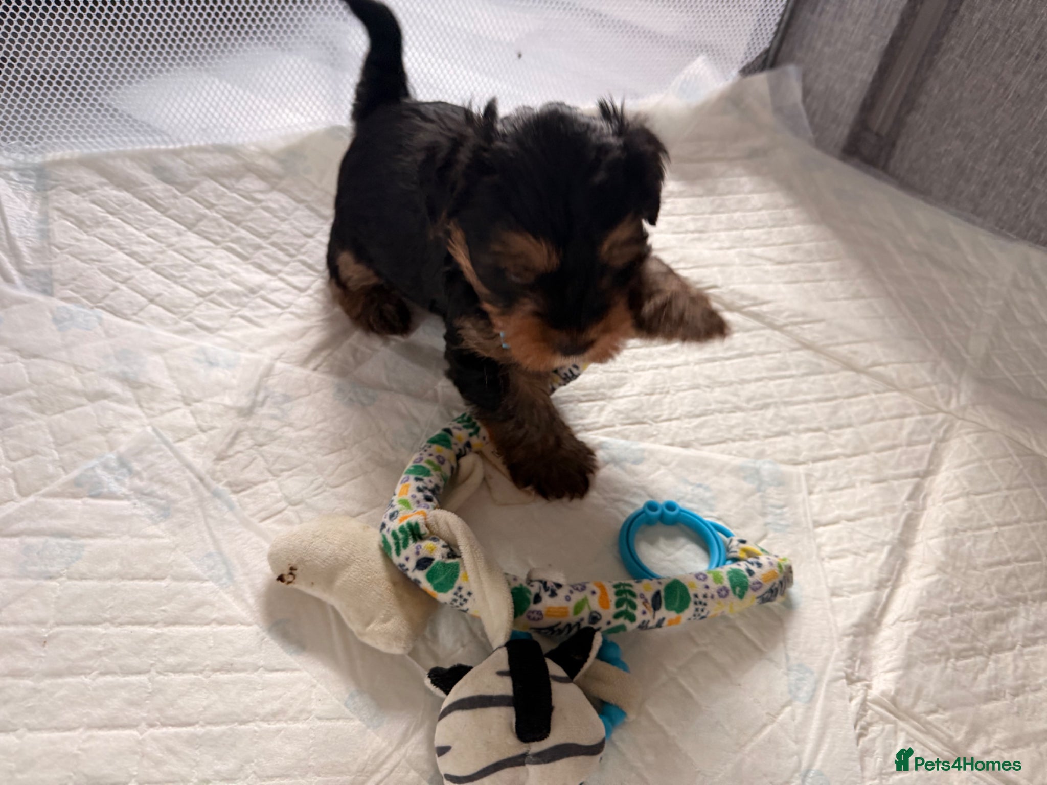 Yorkshire Terrier dogs 3 Girls & 3 Boys Looking for Loving Homes! 🐾 - Advert 1