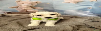 Bichon Frise 3