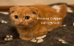 Munchkin cats for sale: Exceptional Quality & Extremely Rare Silver Minuet - Image 32