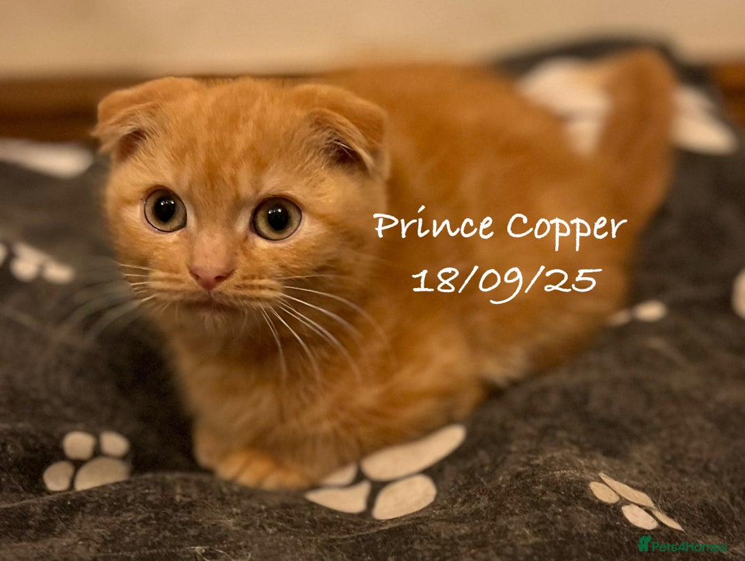 Munchkin cats for sale: Exceptional Quality & Extremely Rare Silver Minuet - Image 32