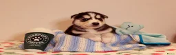 Siberian Husky dogs for sale: Pedigree husky puppies  in Clacton-on-Sea - Advert 14