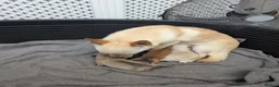 Mixed Breed dogs for sale: Pomchi puppys - Advert 2