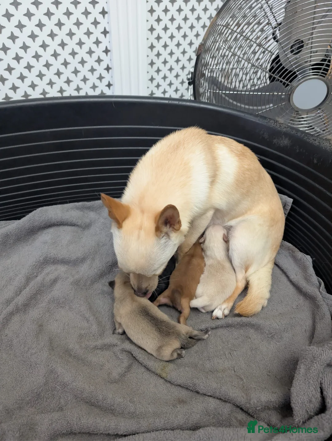 Mixed Breed dogs for sale: Pomchi puppys - Advert 2