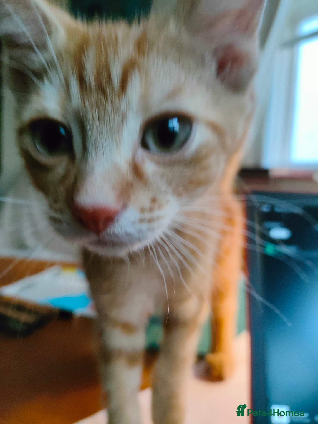 Domestic Shorthair cats for sale: Last of the litter ginger kitten ready to go - Image 9