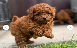 Toy Poodle dogs for stud: Amazing Red Asian Poodle FOR STUD ONLY - Image 9