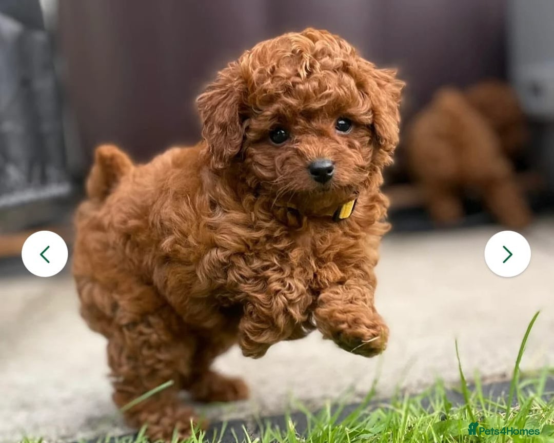 Toy Poodle dogs for stud: Amazing Red Asian Poodle FOR STUD ONLY - Image 9