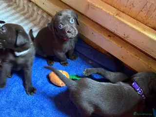 Labrador Retriever dogs 8 Pedigree Game-Breed Chocolate Labrador Puppies - Advert 7