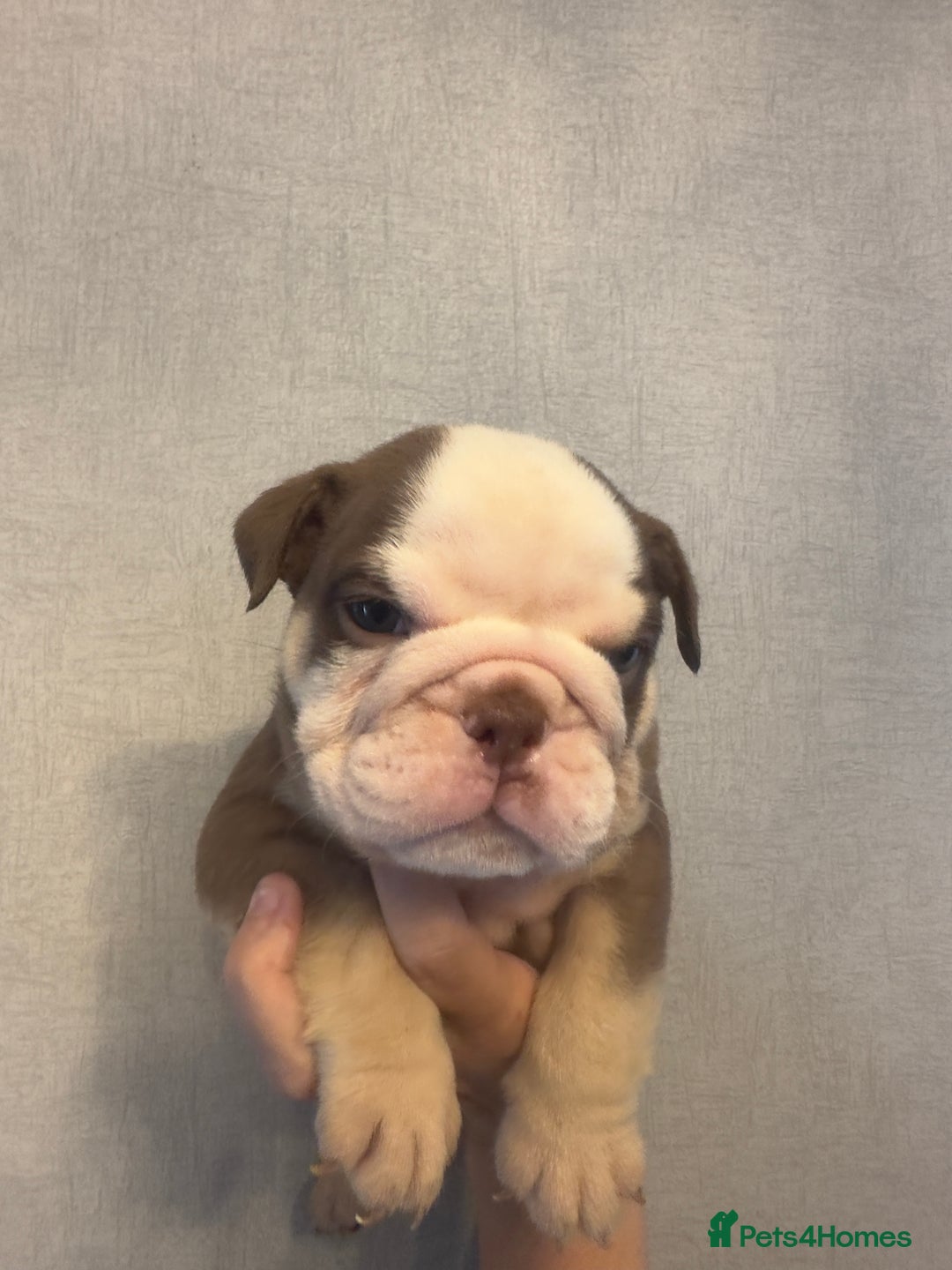 English Bulldog dogs for sale: **REDUCED **READY TO LEAVE CHUNKY ENGLISH BULLDOG - Image 5