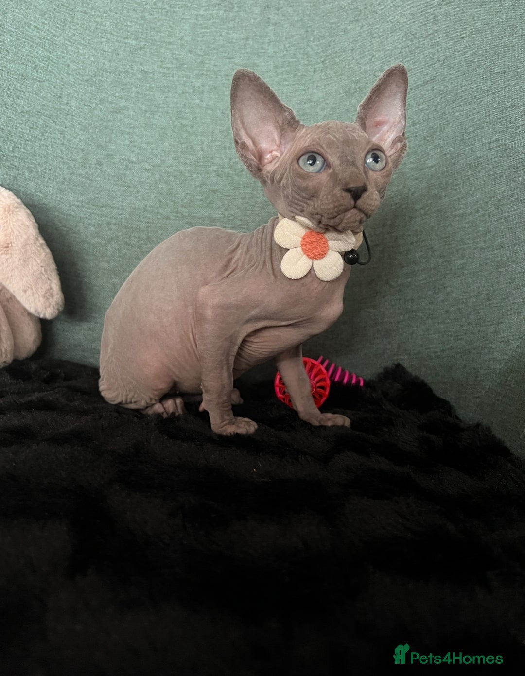 Sphynx cats for sale: Sphynx kittens ready now✨ - Image 11